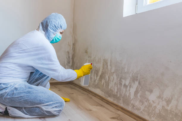 Mold Remediation specialist working in Newton Highlands