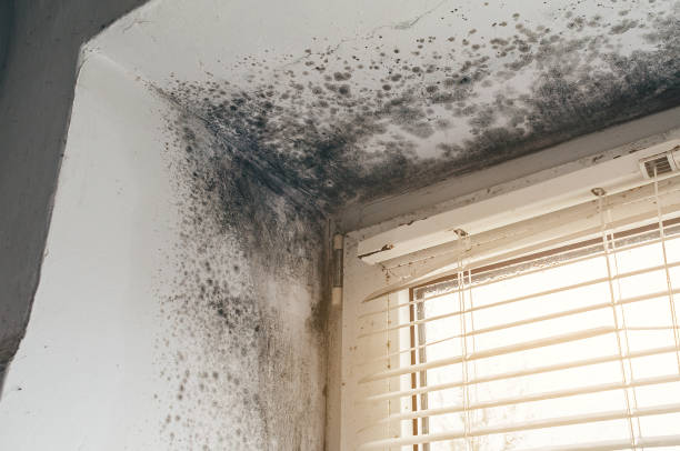 Mold Removal service in Newton Highlands