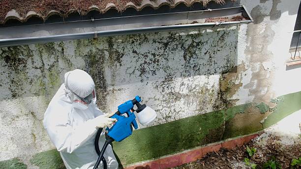 Mold Remediation service in Newton Highlands, Newton Highlands, MA